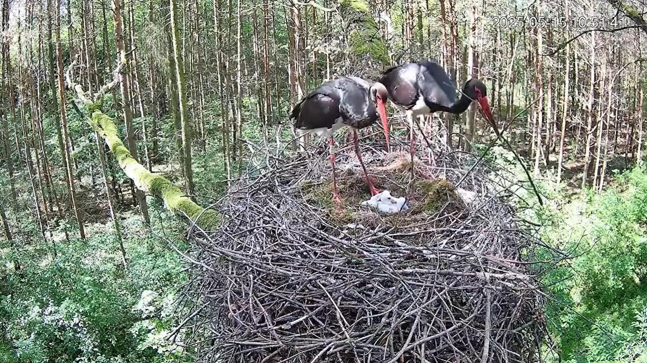 Florentino wrócił i ponownie został ojcem