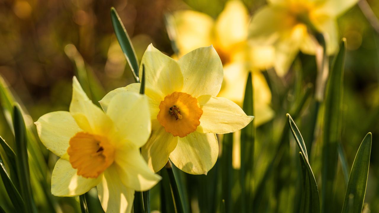 Pogoda na dziś - niedziela 20.04. Wielkanoc pod znakiem pogodnego nieba
