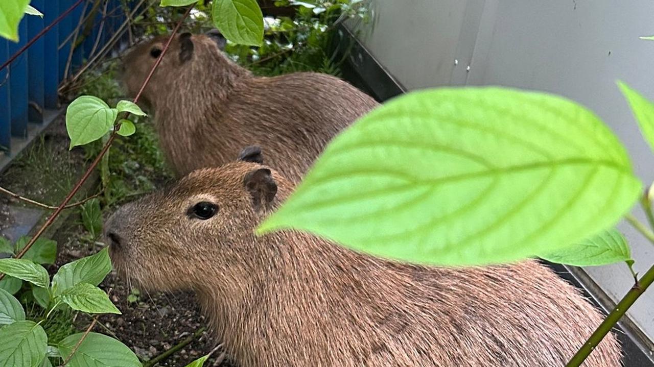 Kapibary wymknęły się z minizoo. "Nie przejmowały się zamieszaniem, korzystały z chwil na wolności"