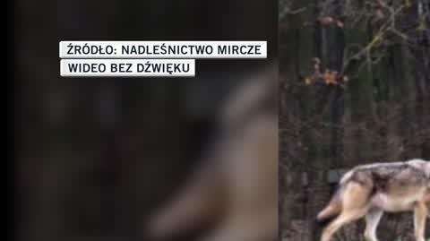 Nadleśnictwo Mircze 