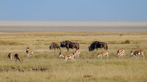 Stolica Namibii, Windhuk. Wideo archiwalne