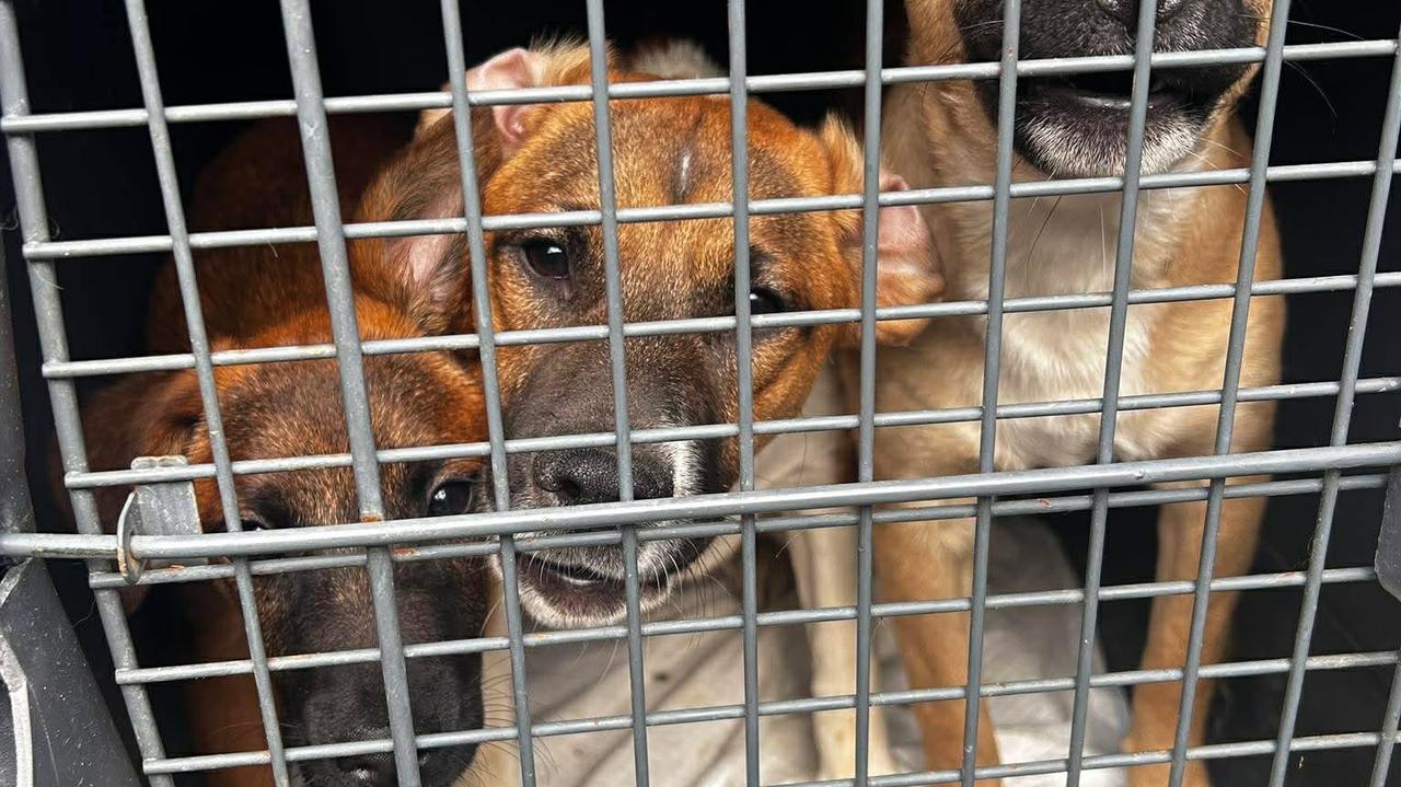 Psy zaczęły się rozmnażać, a właściciel przestał sobie radzić. Odebrano 60 zwierząt