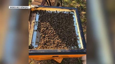 Zginęło dwa miliony pszczół