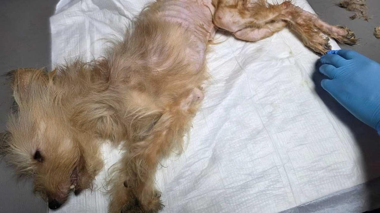 Dostali zgłoszenie o zaniedbanych psach, "na miejscu policjanci zastali drastyczny widok"