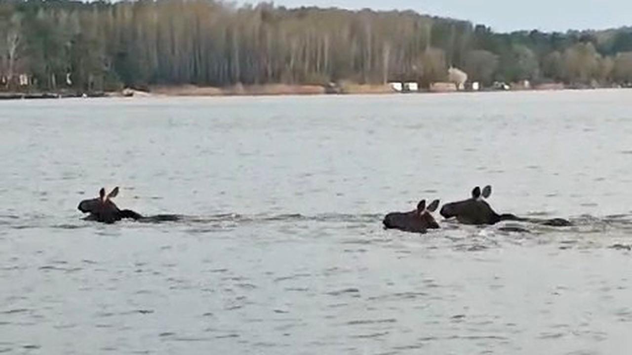 Pływająca rodzina łosi. "Widok jeden na milion". Nagranie