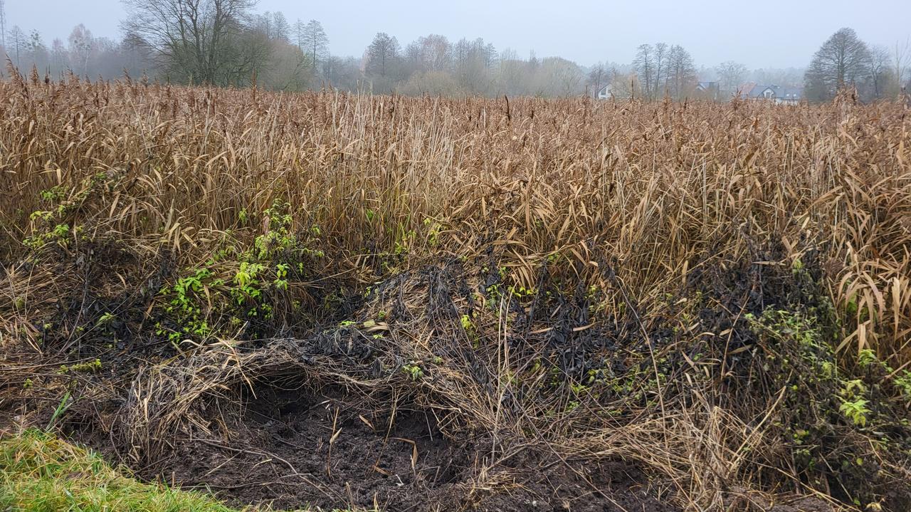 Nowa atrakcja turystyczna czy nowy "Miś"? Spór o staw, na którego odnowienie nie ma pieniędzy