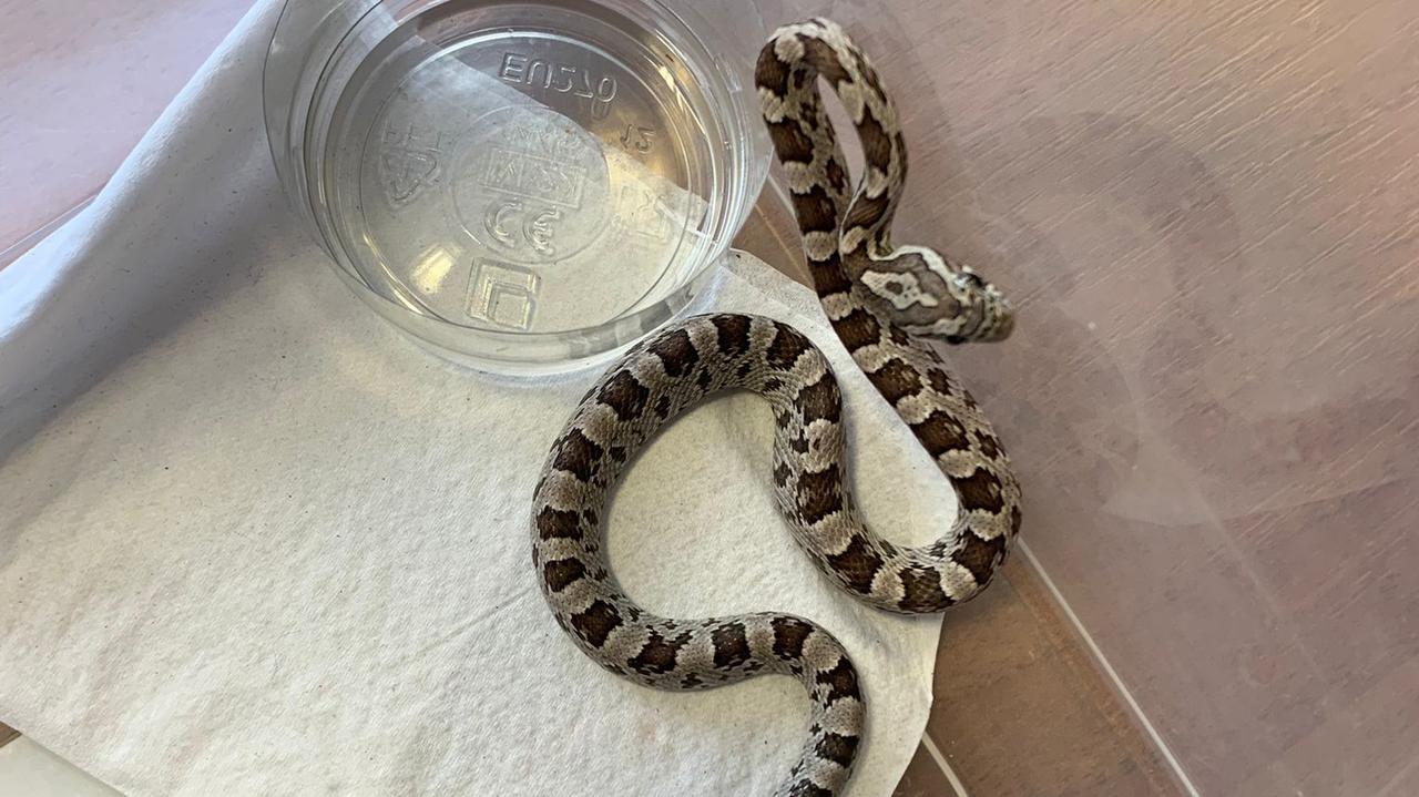 "Nie wiemy, czy szukał nowych przyjaciół, czy pomylił piętra". Znaleźli węża zbożowego