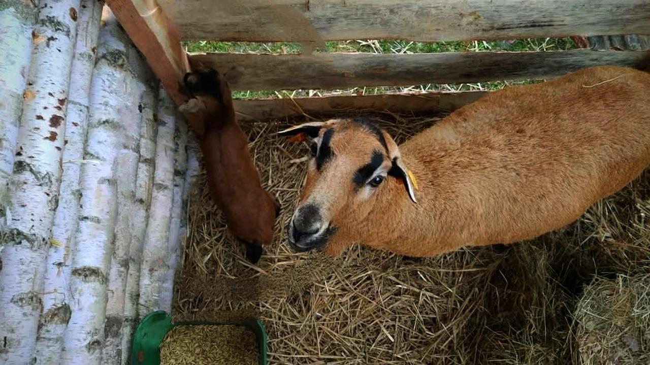 Ukradł z szopki bożonarodzeniowej małego baranka. Schował go pod kurtką