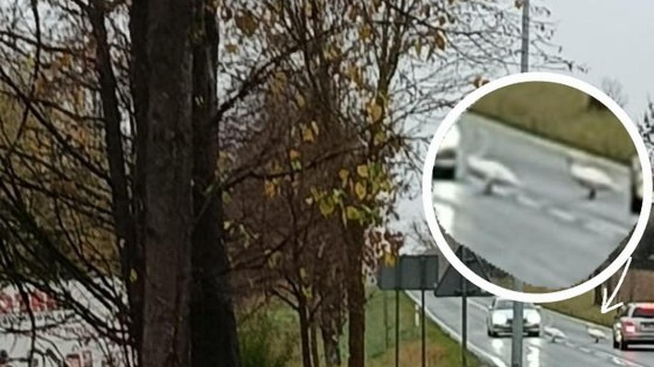 Łabędzie "wtargnęły na jezdnię". Kierowca uderzył w drzewo