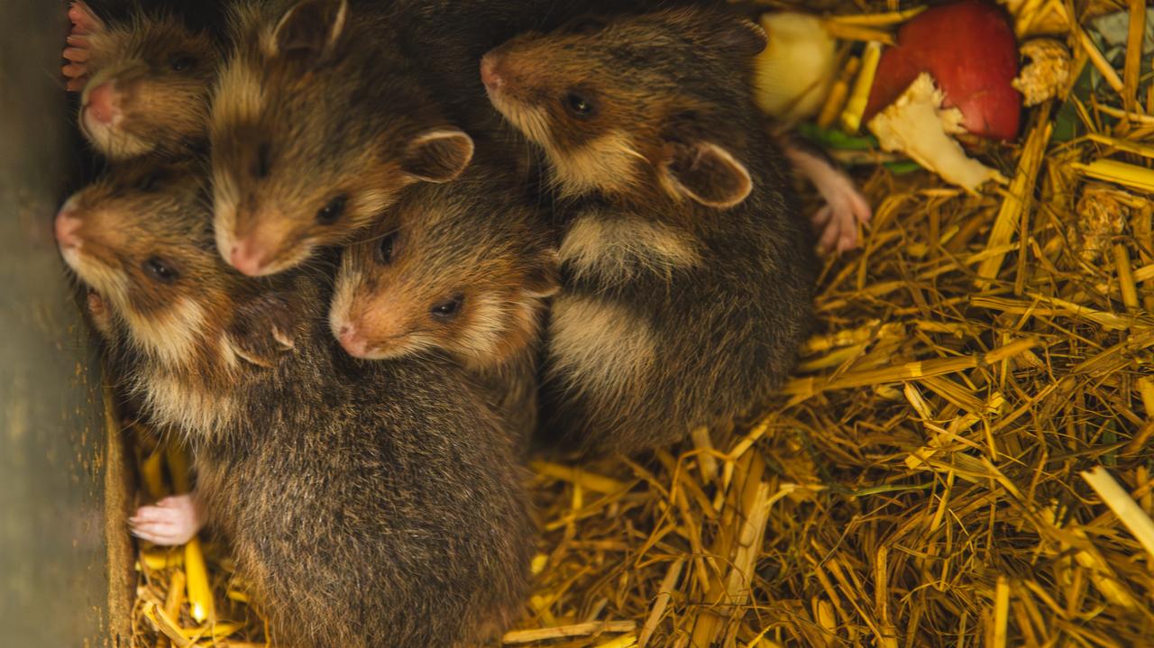 Są "krytycznie zagrożone wyginięciem". W zoo urodziło się ich pięć