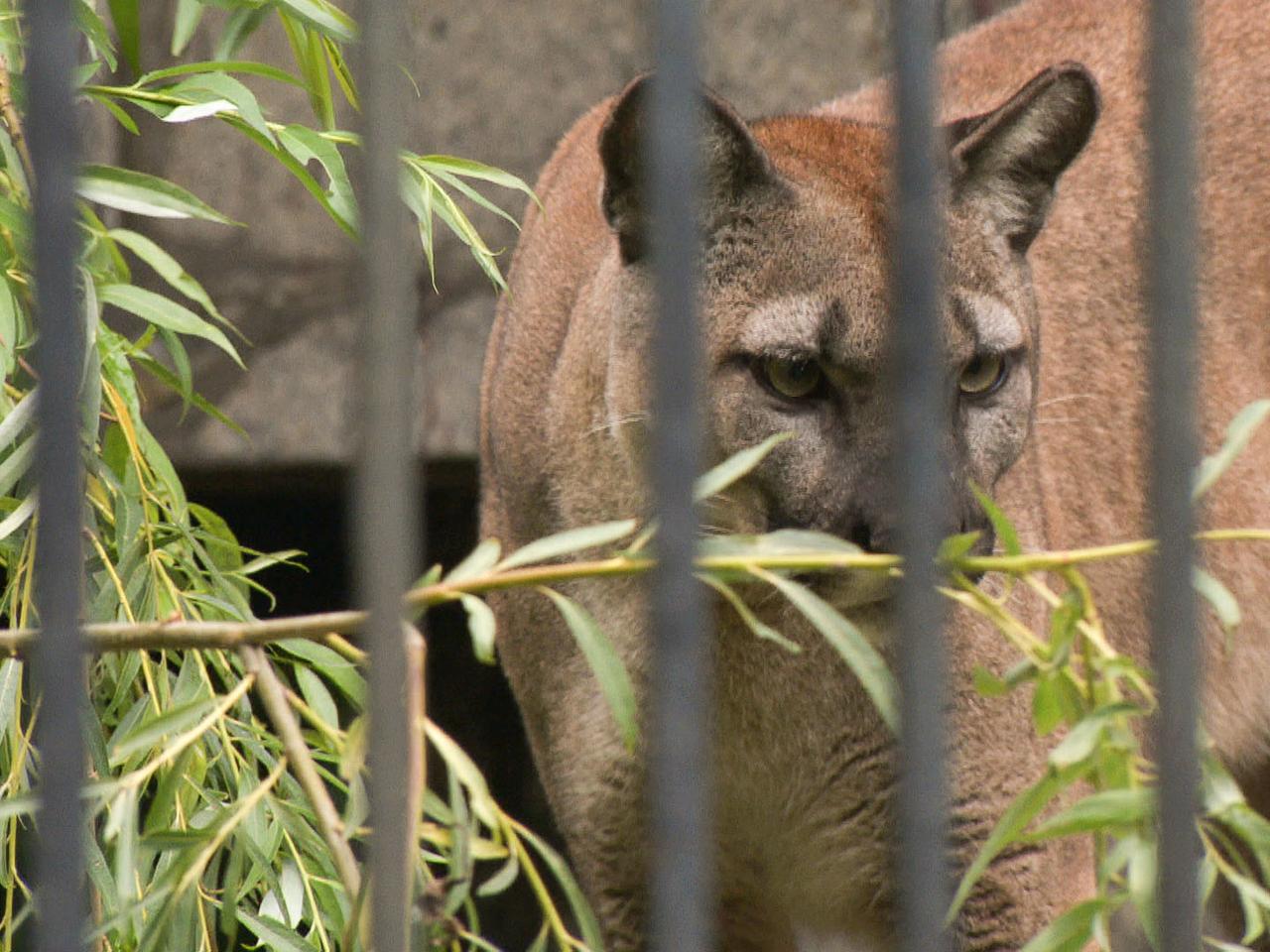 Puma Nubia. Czy mog a by szcz liwa w domu z Kamilem S. TVN24