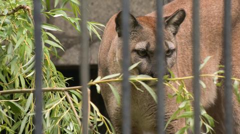 Puma Nubia jest w zoo w Chorzowie, a jej dotychczasowy opiekun ją odwiedza