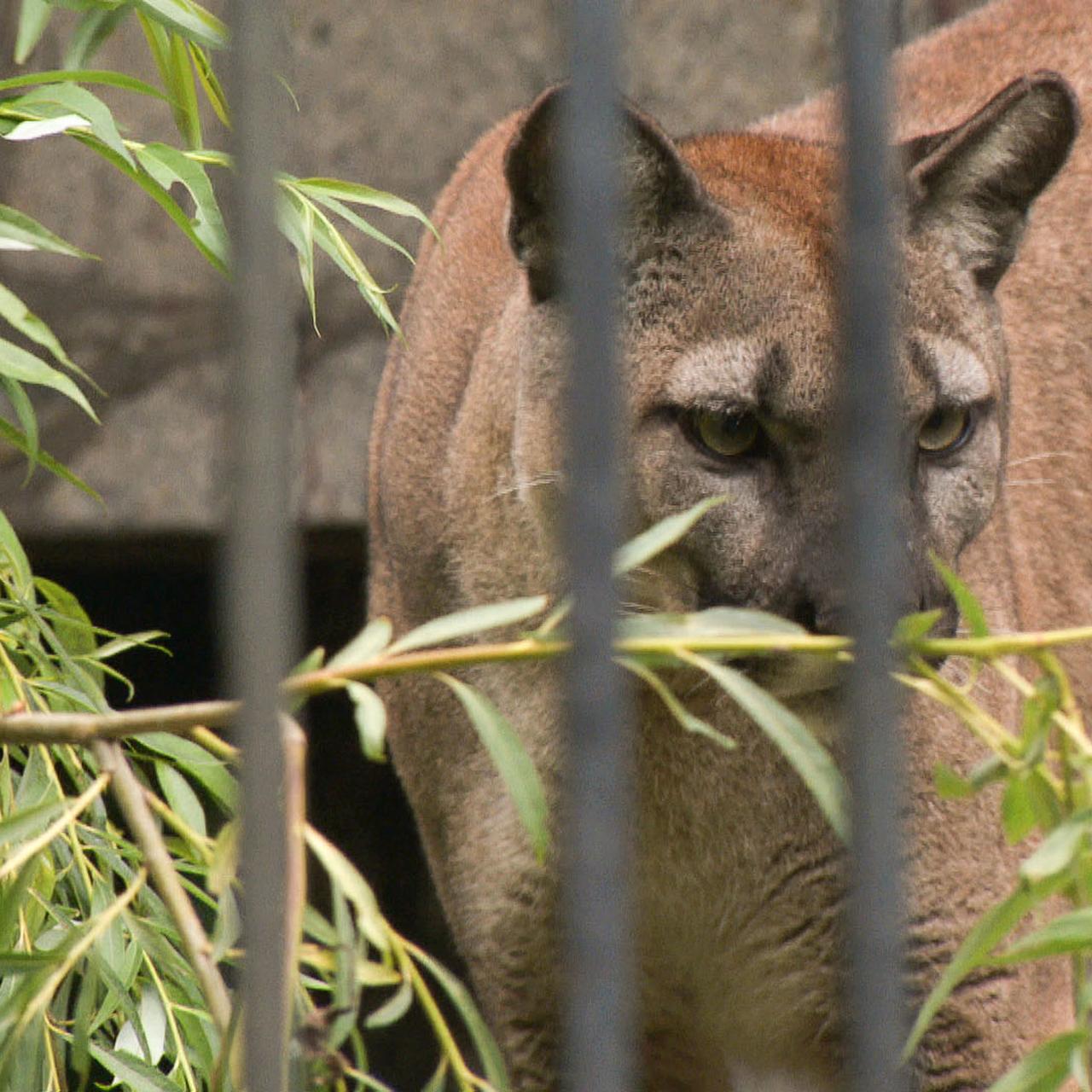 Puma Nubia. Czy mog a by szcz liwa w domu z Kamilem S. TVN24