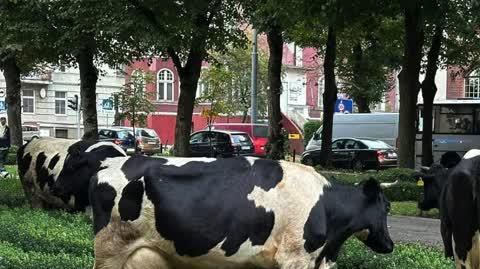 Słupsk