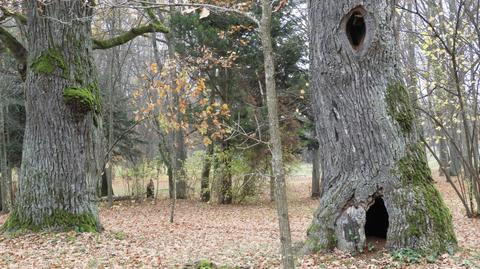 Białowieża. W miejscu dawnego dworu Wazów rosną dziś dęby 