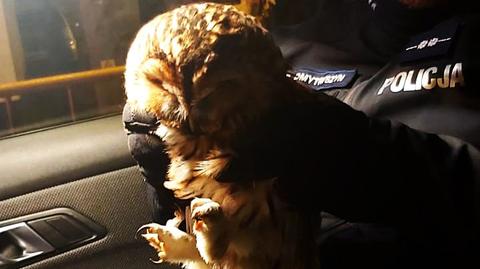 Policjant uratował potrąconą sowę (wideo bez dźwięku)