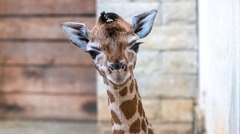 Przy porodzie żyrafy w zoo w Łodzi asystował zespół ludzi