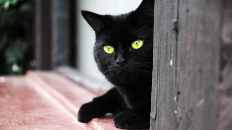 Komu czarnego kota w piątek trzynastego
