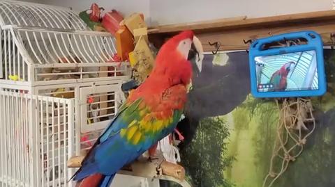 Uwaga, dzwoni papuga! Niezwykły eksperyment z kolorowymi ptakami w roli głównej