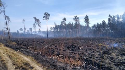Pożar strawił przede wszystkim najmłodsze drzewa (materiał z 13.04.2021)