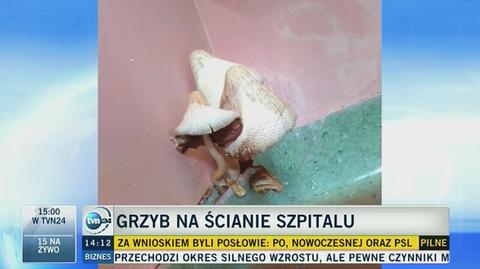 "Grzyb wielkości mojej ręki"