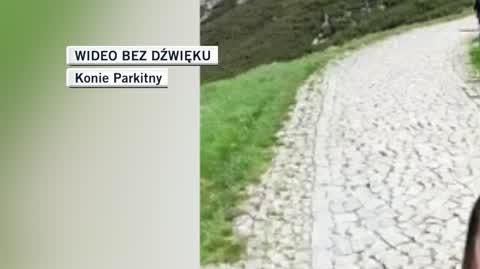 Konie dla Igora