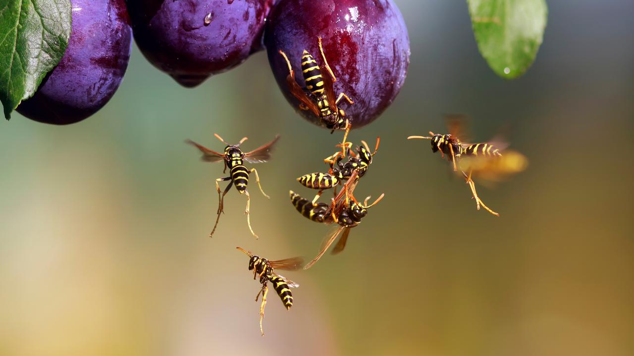 Alergia na ukąszenia owadów może być coraz częstsza