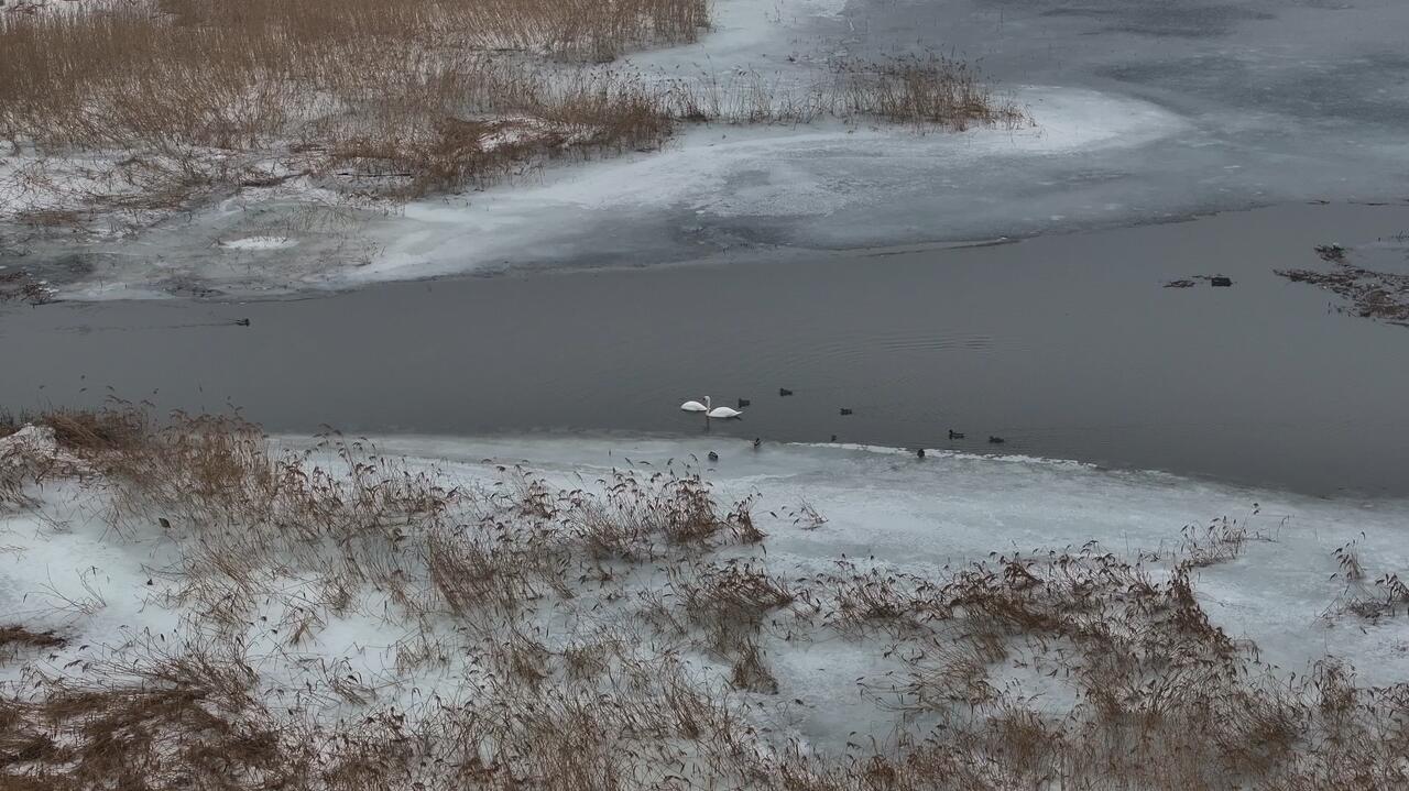 Przypadki ptasiej grypy w Polsce. Mapa aktywnych ognisk