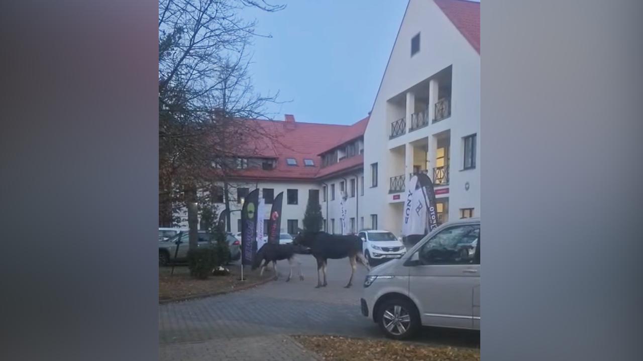 Nietypowi goście na festiwalu