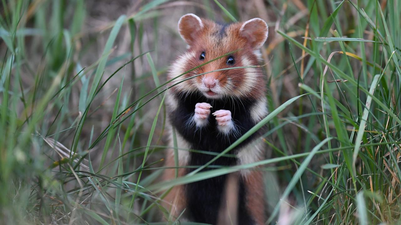 Nie wilk i nie ryś. Znamy Zwierzę Roku 2026