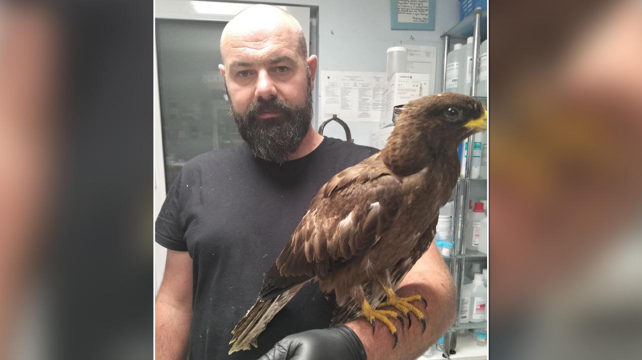 Miał złamane skrzydło i paskudną ranę. Po zgłoszeniu na "112 dla zwierząt" doczekał się pomocy