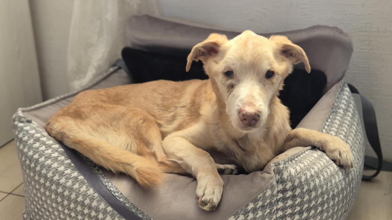 Znęcał się nad Nynkiem, pies nie przeżył. "Wyrok brzmi jak ponura kpina"