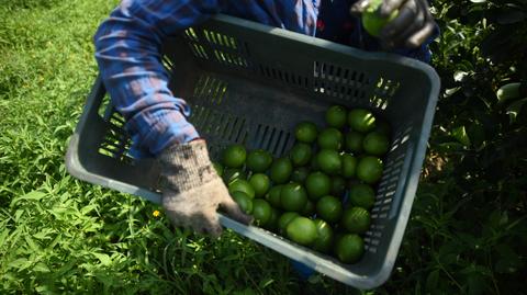 Plantacja limonek, wideo poglądowe 