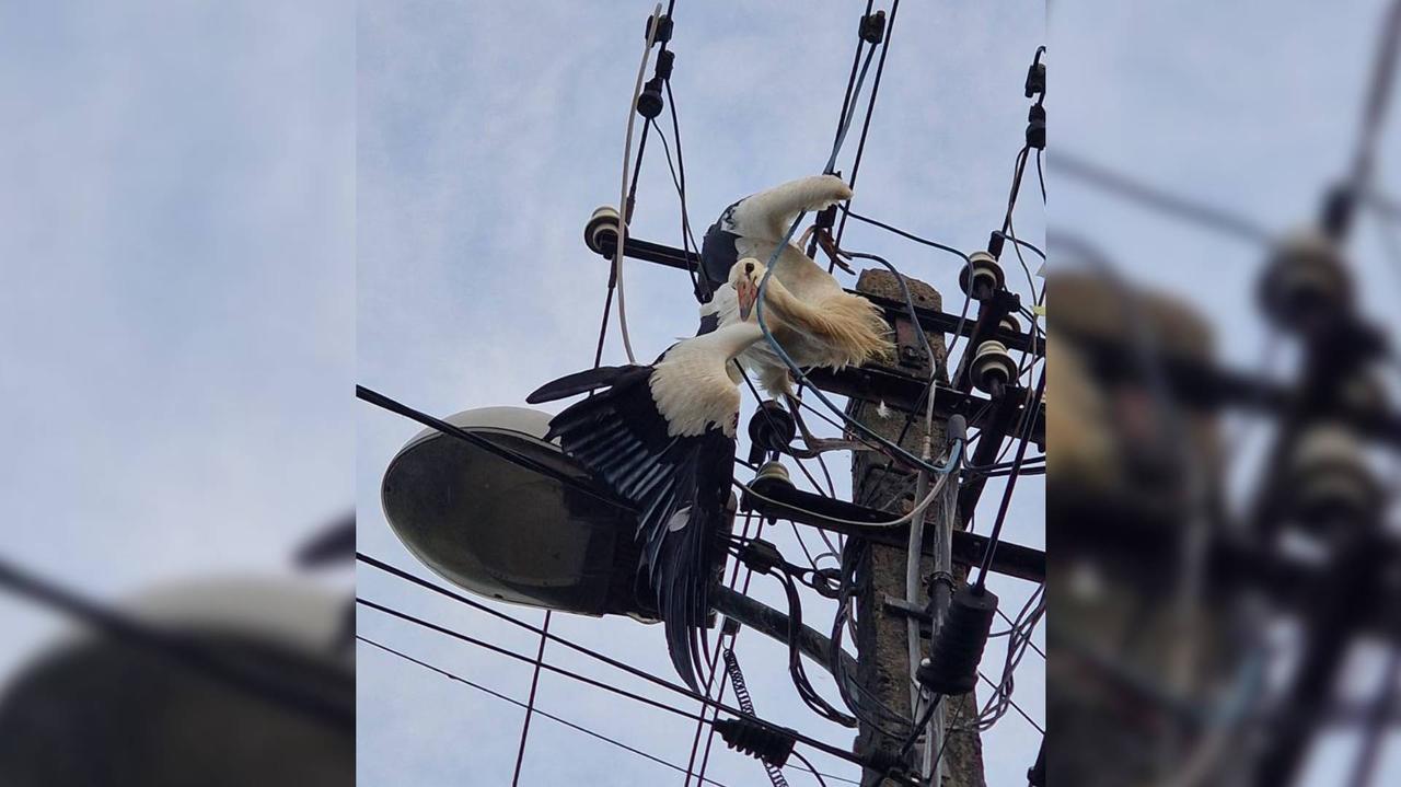 Bocian zaplątał się w linie energetyczne. Pomogli strażacy