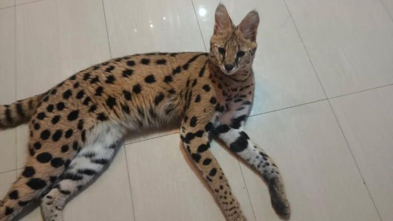 Pod Buskiem jak na sawannie. Szukają serwala