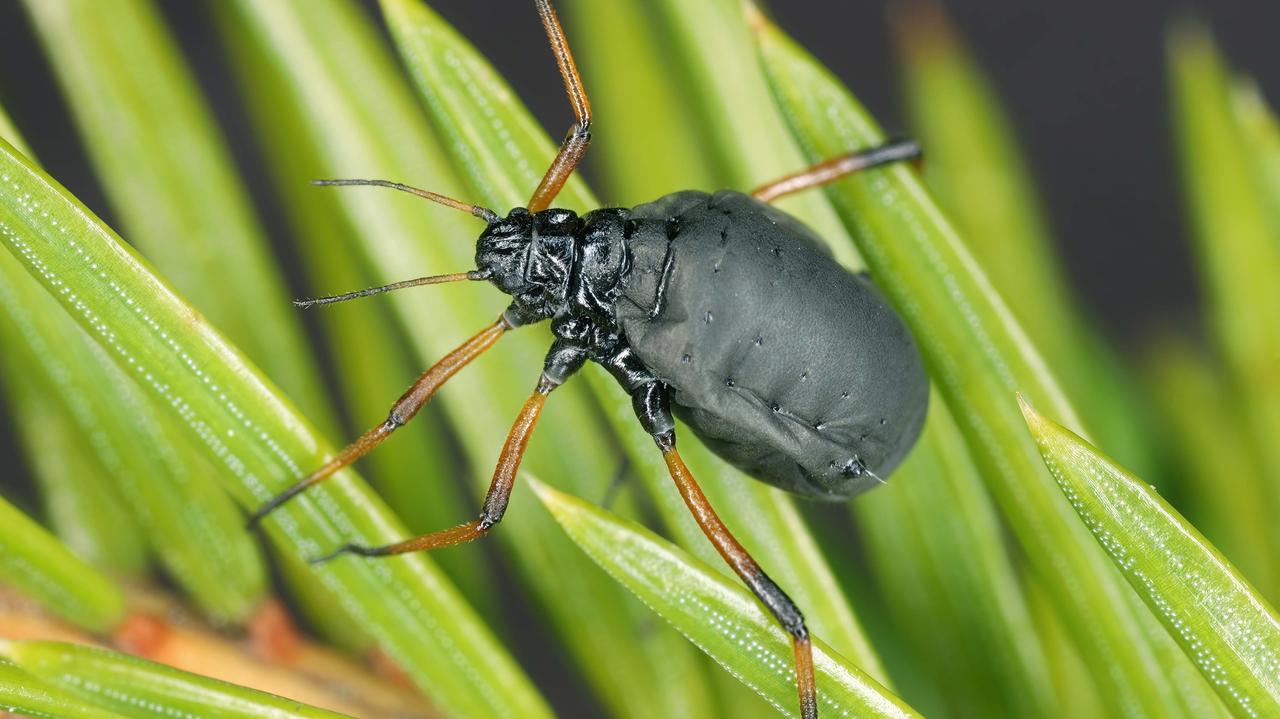 Szkodnik na choince. Sprawdź, czy nie ma go na twoim drzewku