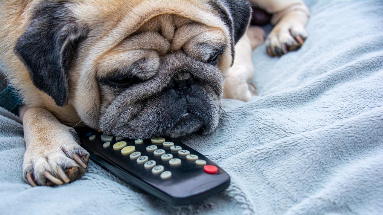 Zbadano to, jak psy oglądają telewizję