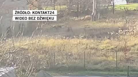 kot