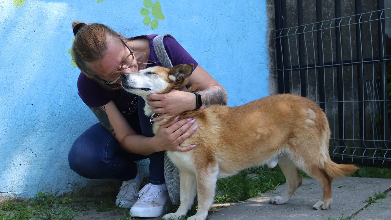 "Cud" w schronisku. Na nowy dom Leon czekał 10 lat