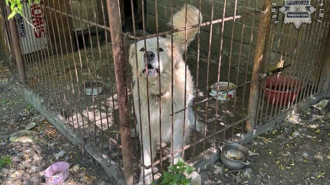 Pies wybiegł z posesji i zaatakował dziecko
