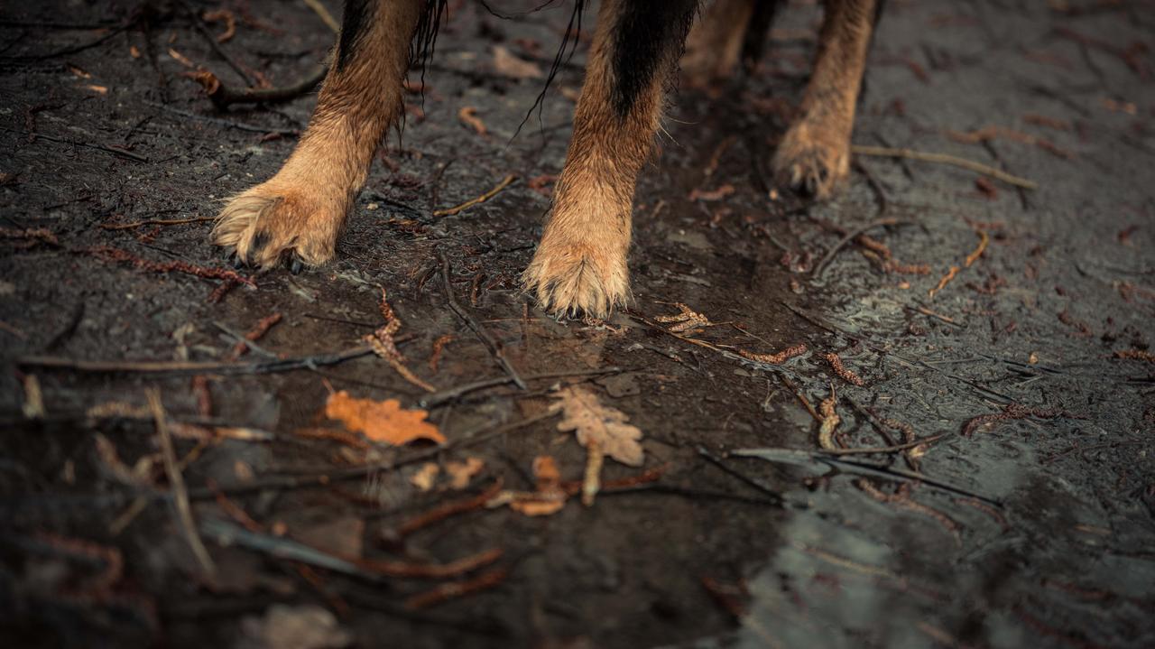 Były kierownik schroniska dla zwierząt skazany za znęcanie się nad nimi
