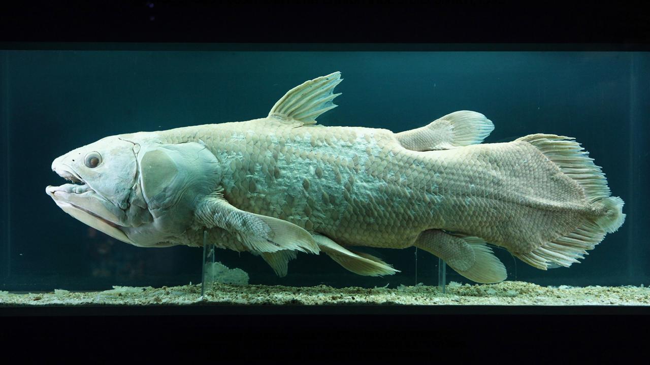 Nowi kuzyni "żywych skamieniałości". Przez 150 lat naukowcy mieli ich pod nosem