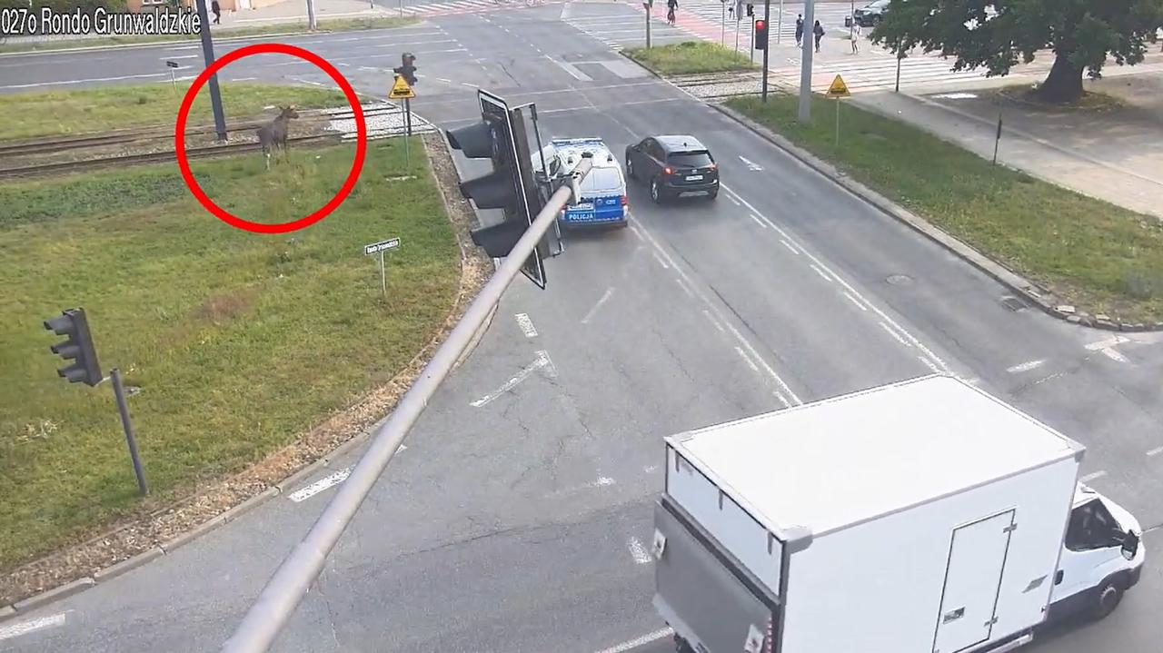 Łoś spacerował w środku miasta. Przyjechali po niego policjanci