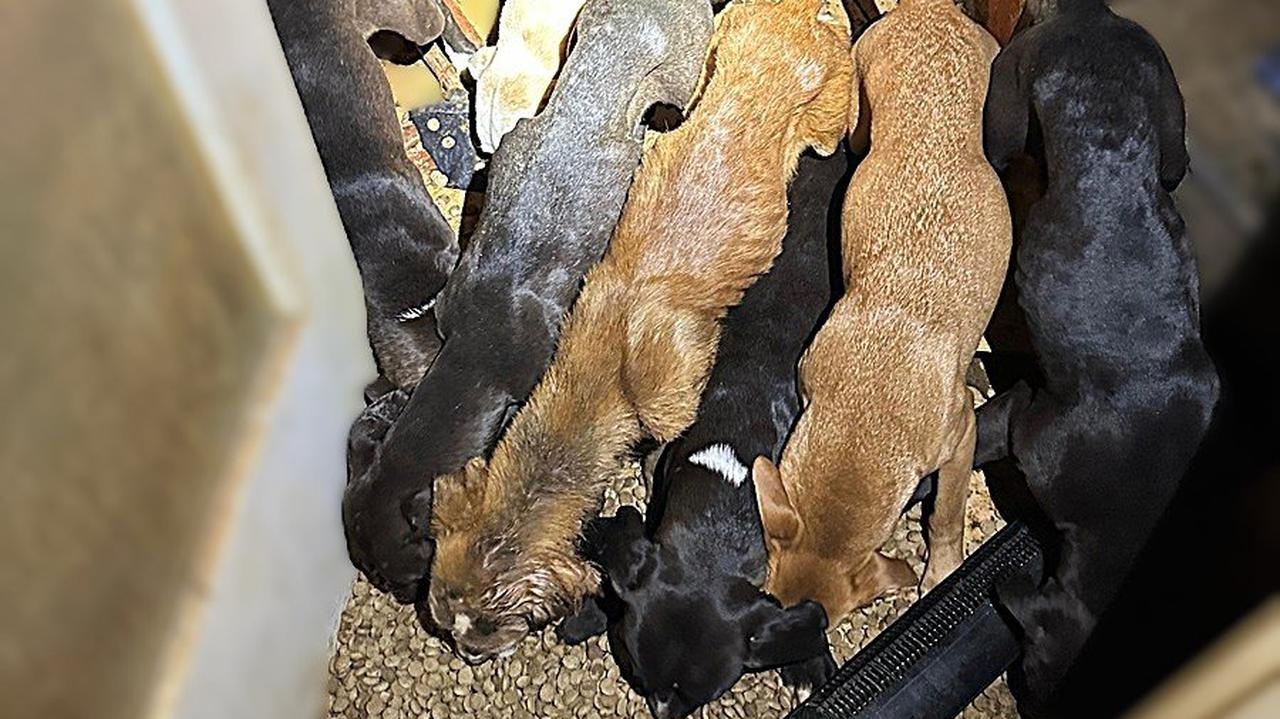 Dziewięć zaniedbanych i wychudzonych psów w mieszkaniu. Policja szuka właściciela