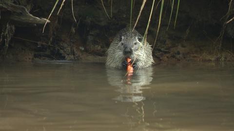 Nutrie w Rybniku stały się atrakcją. Teraz mają zostać odłowione i uśmiercone