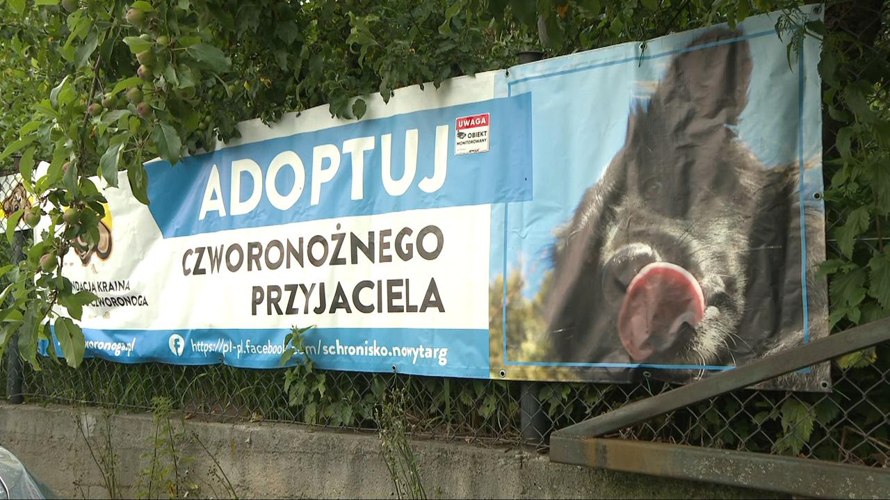 Koniec działalności schroniska w Nowym Targu. 273 psy czekają na nowy dom