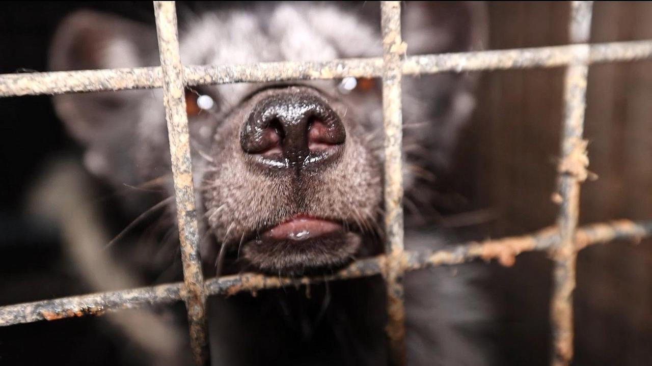 Gigantyczne cierpienie, potworna śmierć. Co dalej z hodowlą zwierząt na futra w Polsce