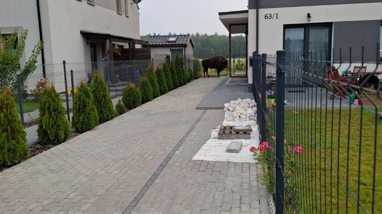 Zobaczył w swoim ogródku żubra. Okazało się, że zwierzę uciekło z hodowli