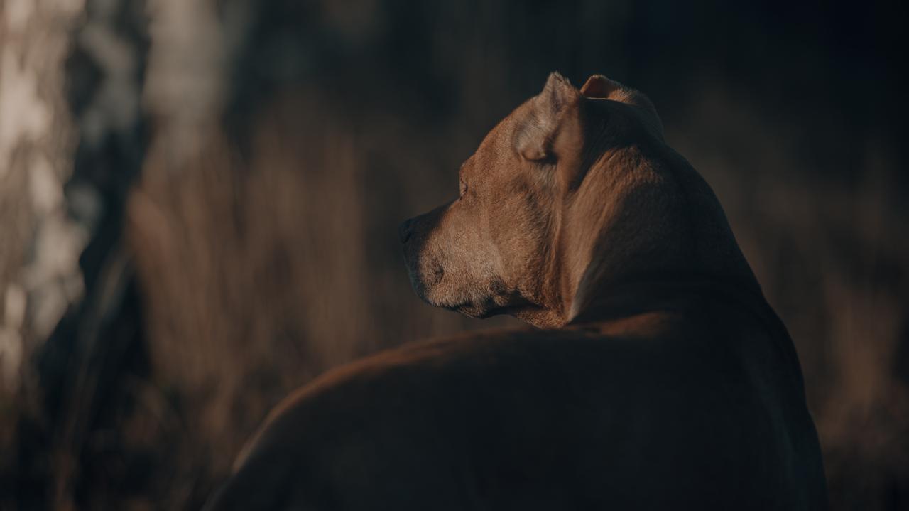 Dwulatek nie żyje po ataku psa na Zakintos. "Straciłem syna z oczu na 30 sekund"