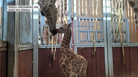 W stołecznym zoo urodziła się kolejna żyrafa